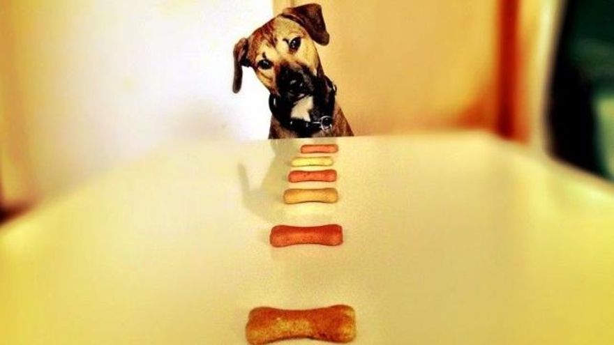 Entra en vigor la ley que reconoce a los animales como "seres sintientes"