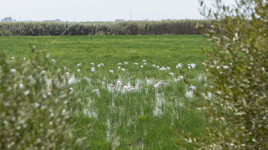 Considerar las diferencias entre individuos, clave para conservar la biodiversidad, según un estudio