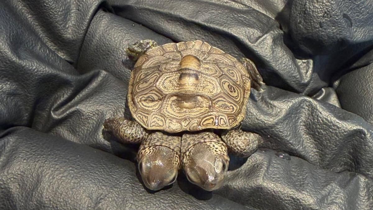 Aparece una cría de tortuga con dos cabezas cinco años después del último hallazgo