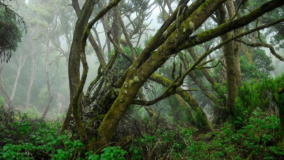 Sendero de la Llanía, en El Hierro