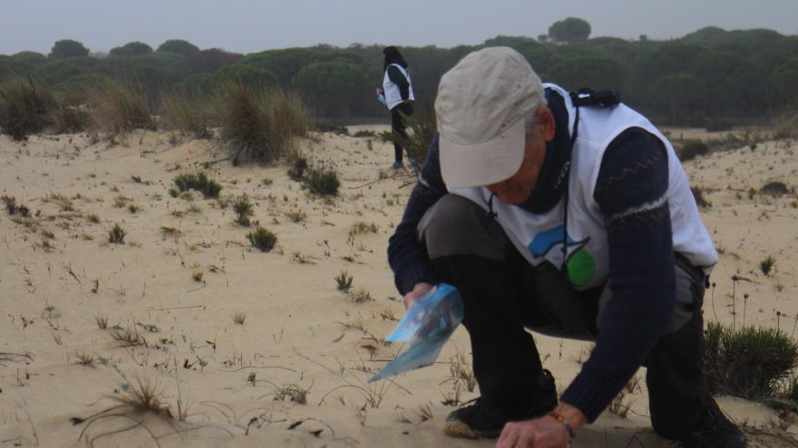 La herencia tóxica de las escopetas: aún quedan por sacar toneladas de plomo en la duna favorita de los gansos de Doñana