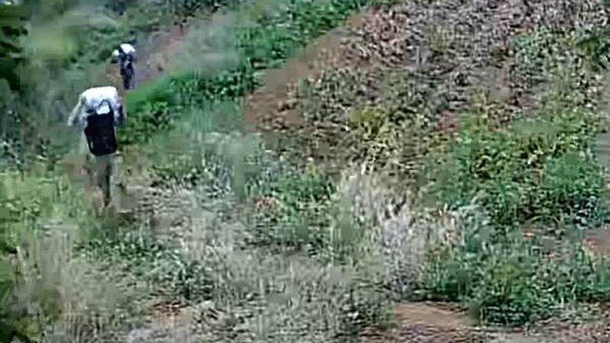 La Guardia Civil investiga el robo de 800 kilogramos de papas negras en una finca de Tenerife