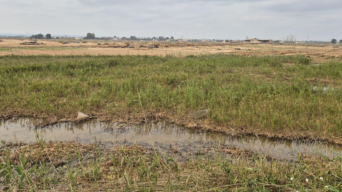 Campo de arroz afectado por la DANA.