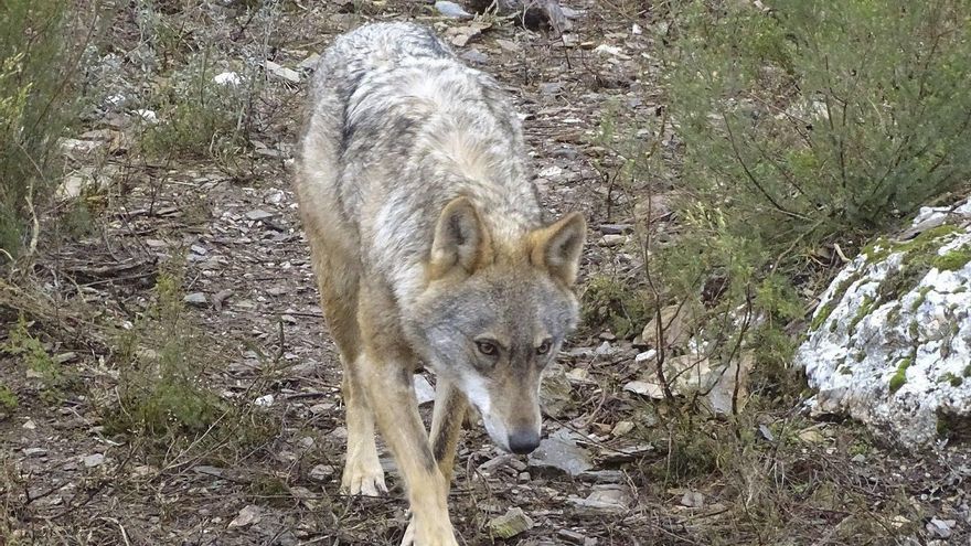 Un lobo ibérico. EFE/Junta de Castilla y León/Archivo