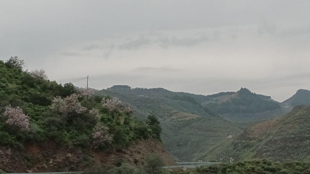 Almendreros florecidos en Cazadores, medianías de Gran Canaria.