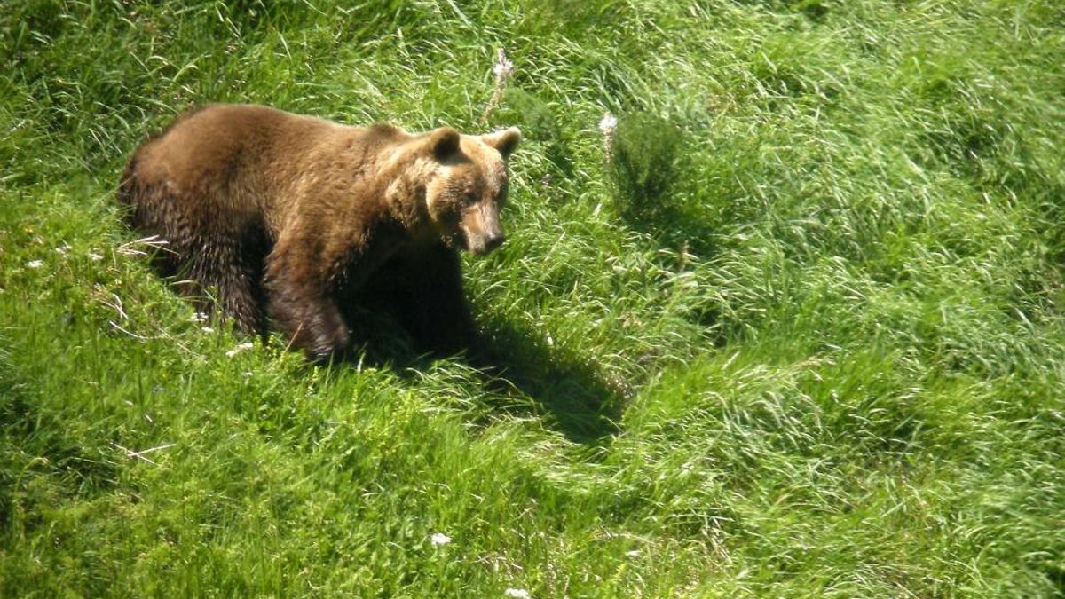 El oso pardo se desplaza por el monte en función de las especies con las que se alimenta