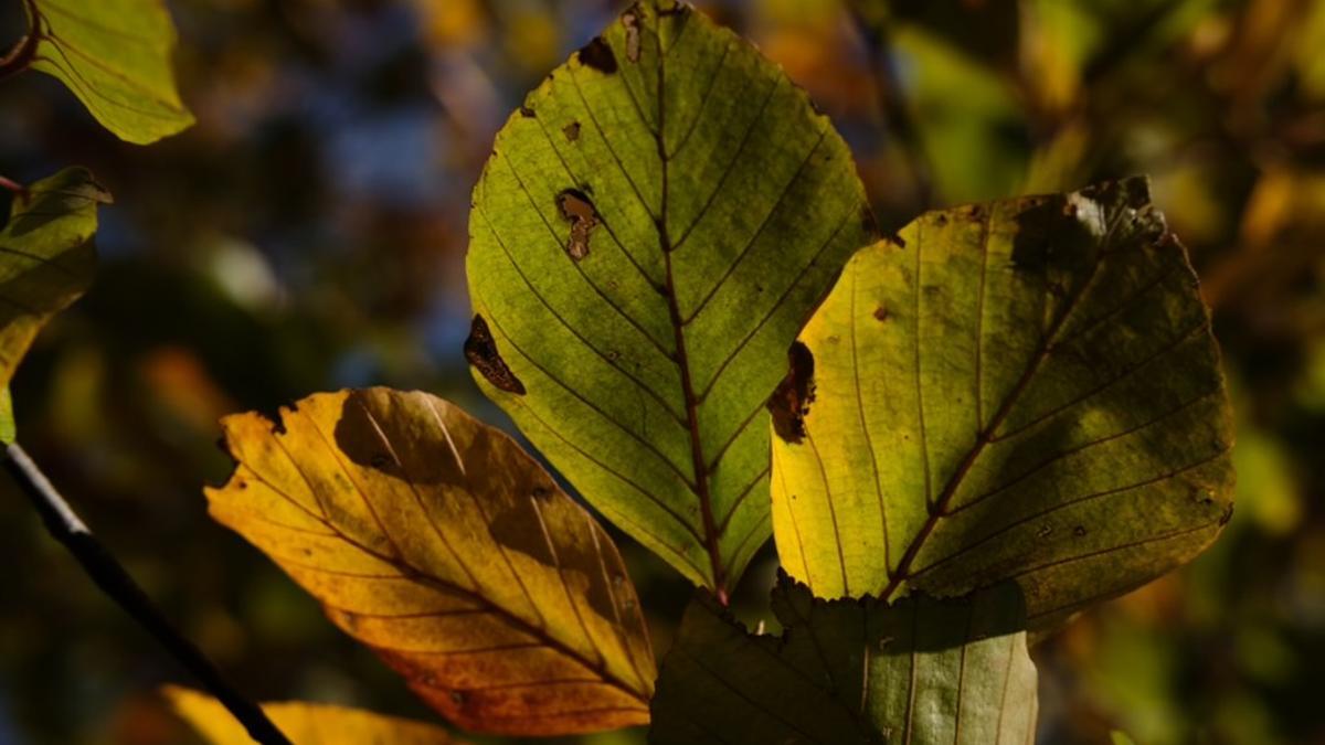 Si las hojas están quemadas por el sol, recorta las partes dañadas y cambia la planta a un lugar con luz indirecta.