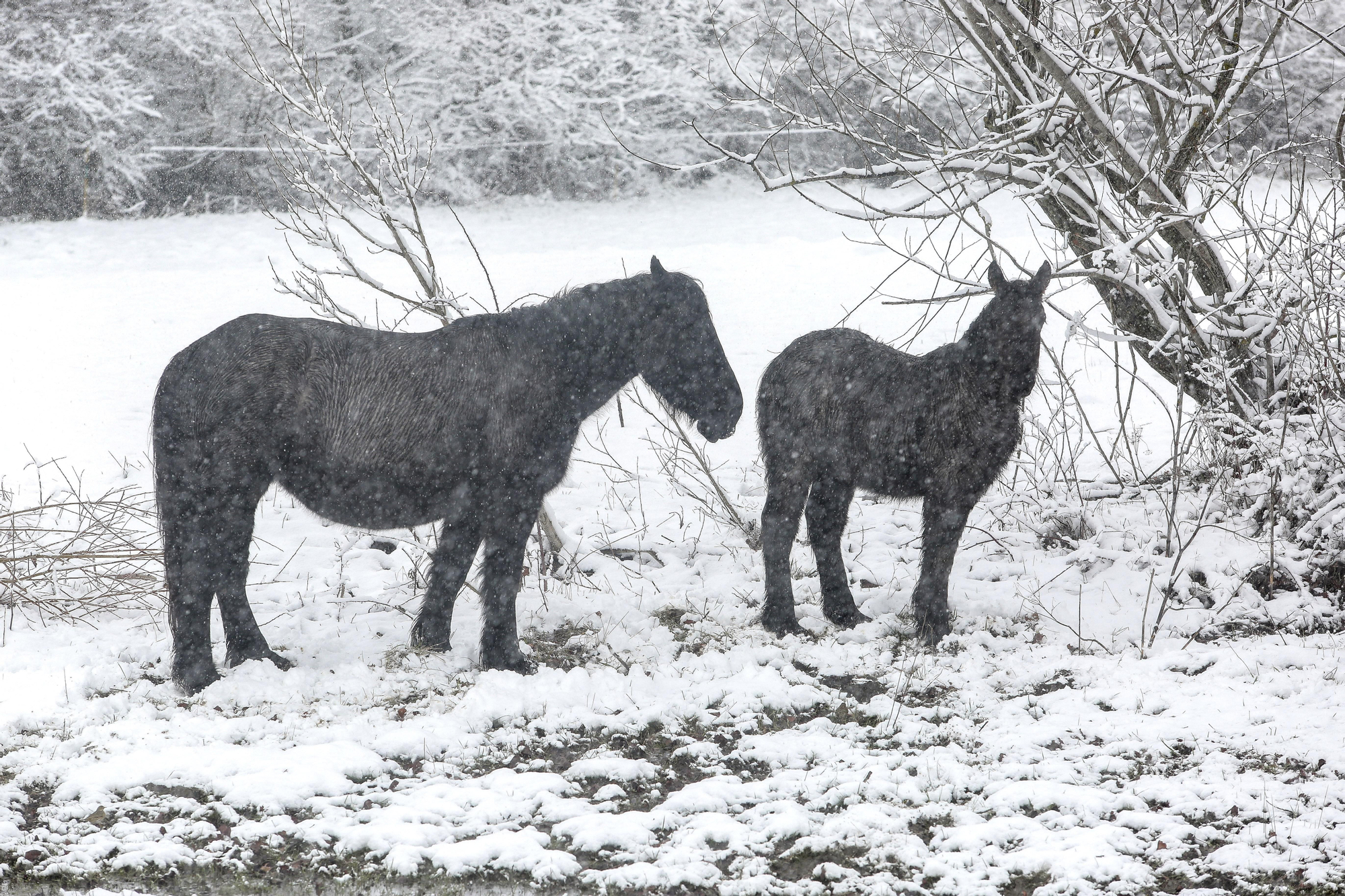 Nieve en Villamanín.