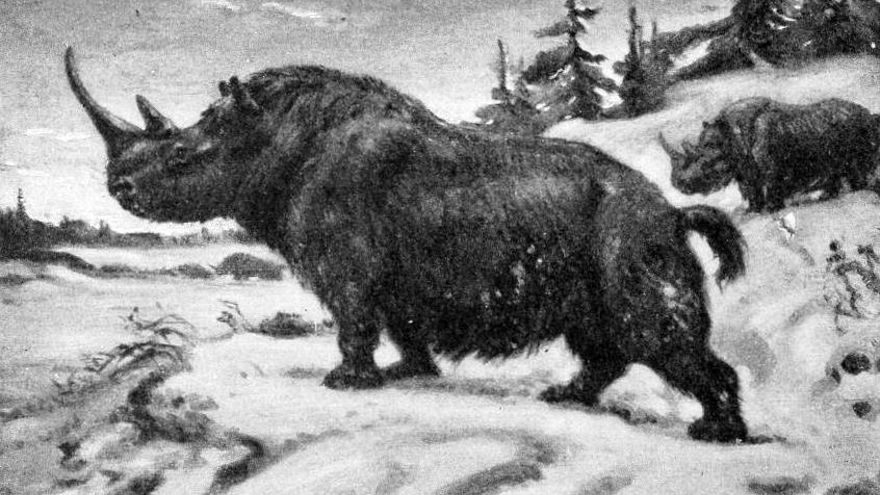 El tejido de un rinoceronte lanudo hallado en el estómago de un lobo de la Edad de Hielo da pistas sobre su extinción