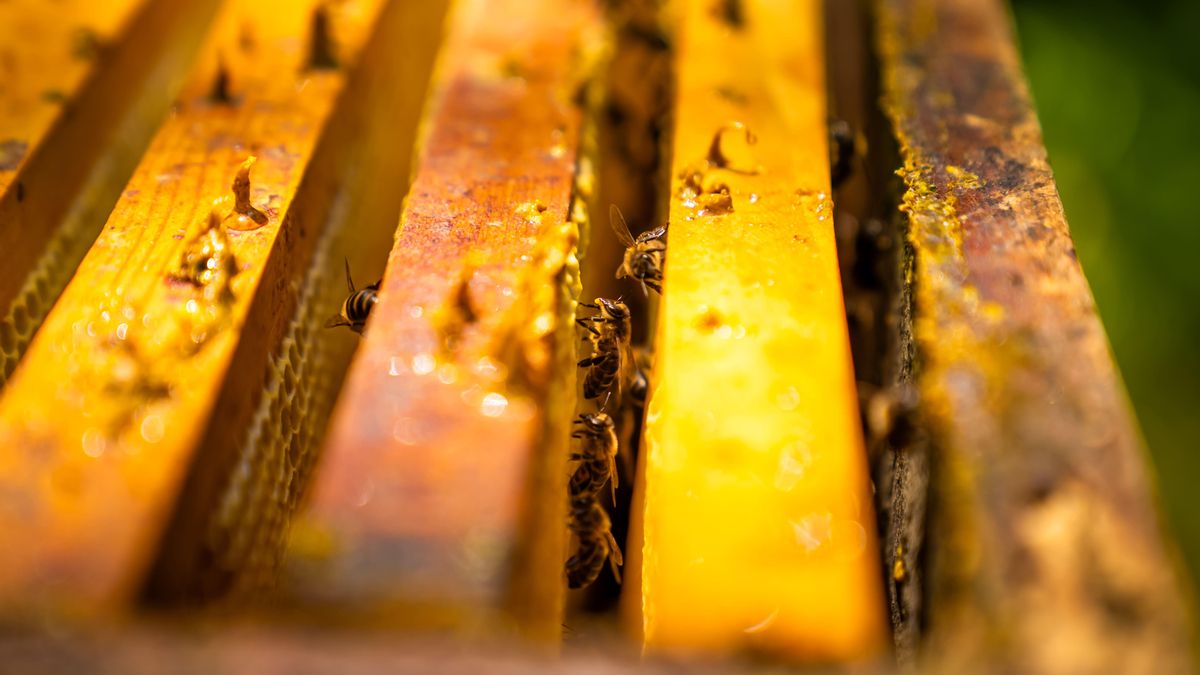 Abelles en un panell de mel a l'Escola Agrària Forestal de Santa Coloma de Farners