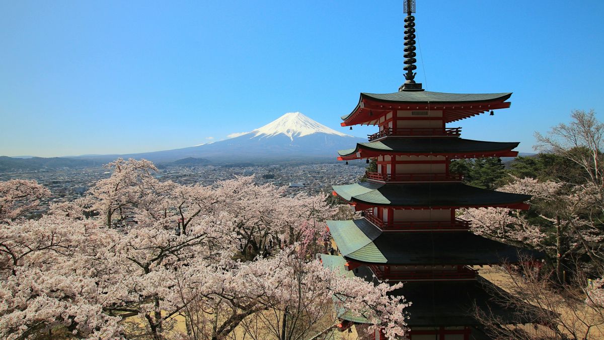Fujiyoshida cancela su festival de cerezos tras verse desbordada por el comportamiento extremo de turistas extranjeros y pone en jaque una de sus citas más esperadas