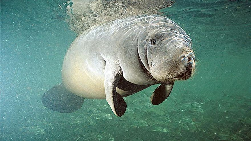 Imagen de un manatí
