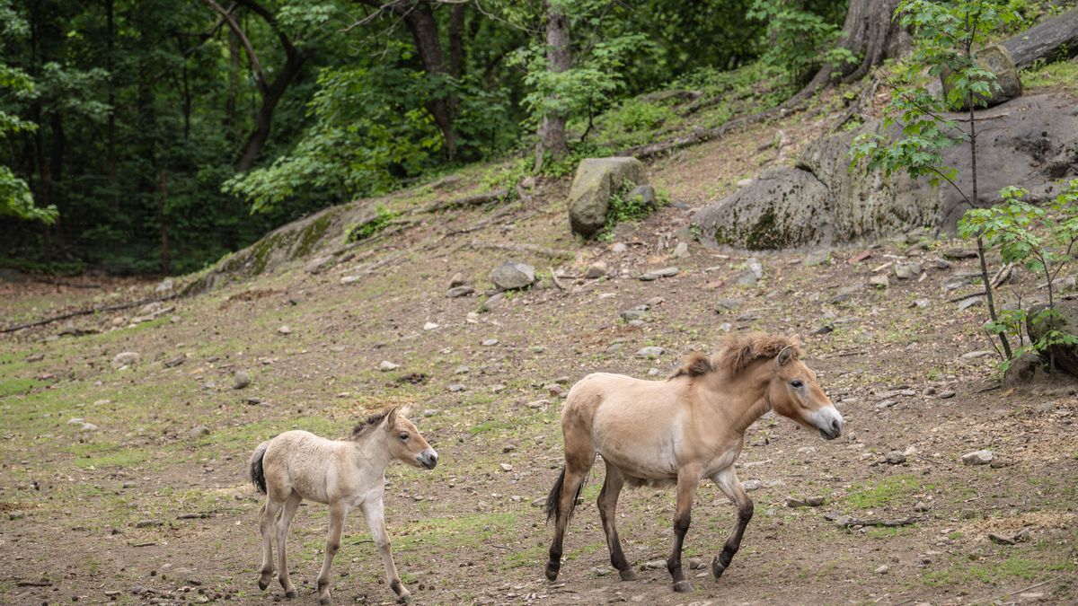 El nuevo potro de Przewalski en el zoológico del Bronx (Estados Unidos).