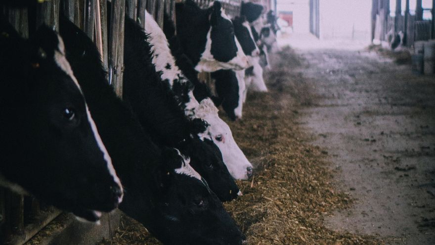 El 82% de las ayudas de la PAC favorecen a la industria ganadera que más CO2 emite