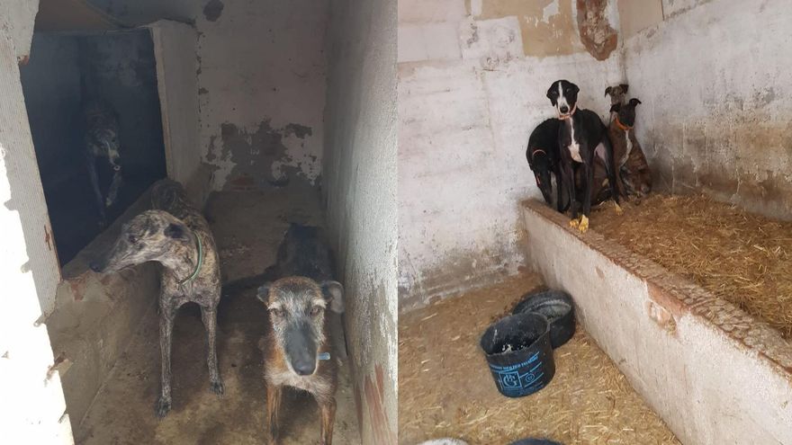 Algunos de los perros que se encontró la Dirección General de Derechos Animales en Parla (Madrid)