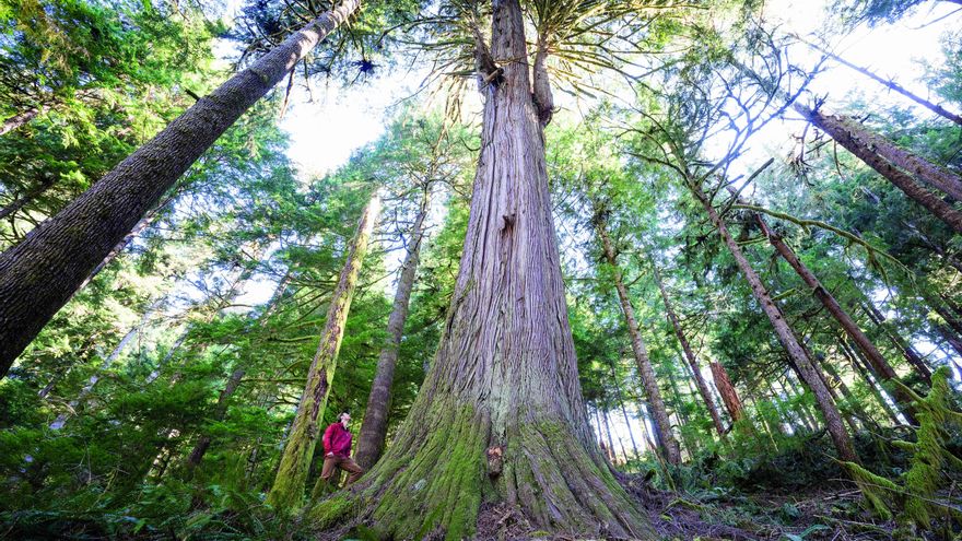 Los árboles viejos son muy codiciados por la industria maderera.
