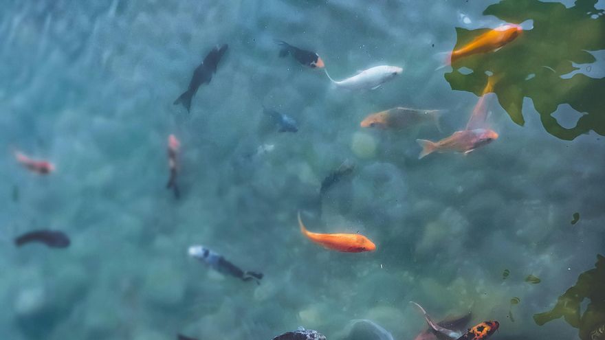 La molly amazónica sigue sorprendiendo a los científicos: esta especie de pez ha sobrevivido 100.000 años sin machos