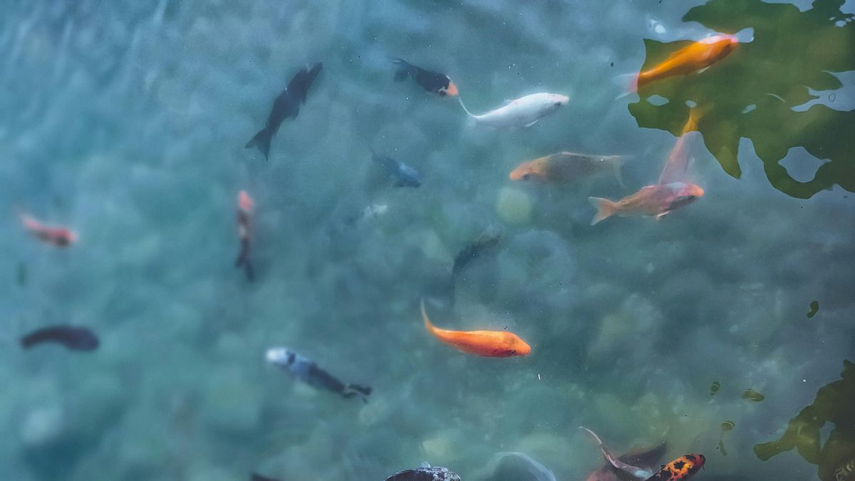 La molly amazónica sigue sorprendiendo a los científicos: esta especie de pez ha sobrevivido 100.000 años sin machos