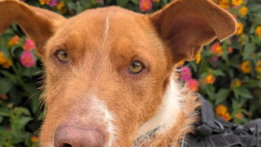 Davos no tiene suerte: el perro al que abandonaron dos veces y que sigue esperando una familia