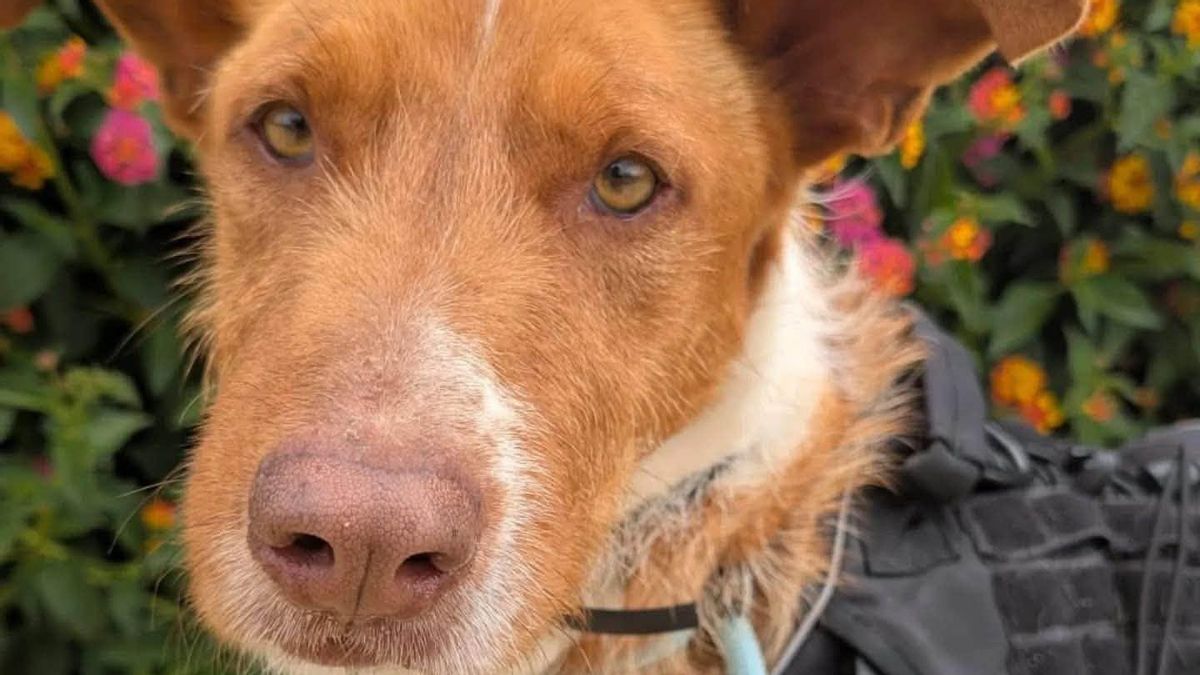 Davos no tiene suerte: el perro al que abandonaron dos veces y que sigue esperando una familia