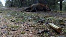Jabalí muerto durante una montería // @cazadicto