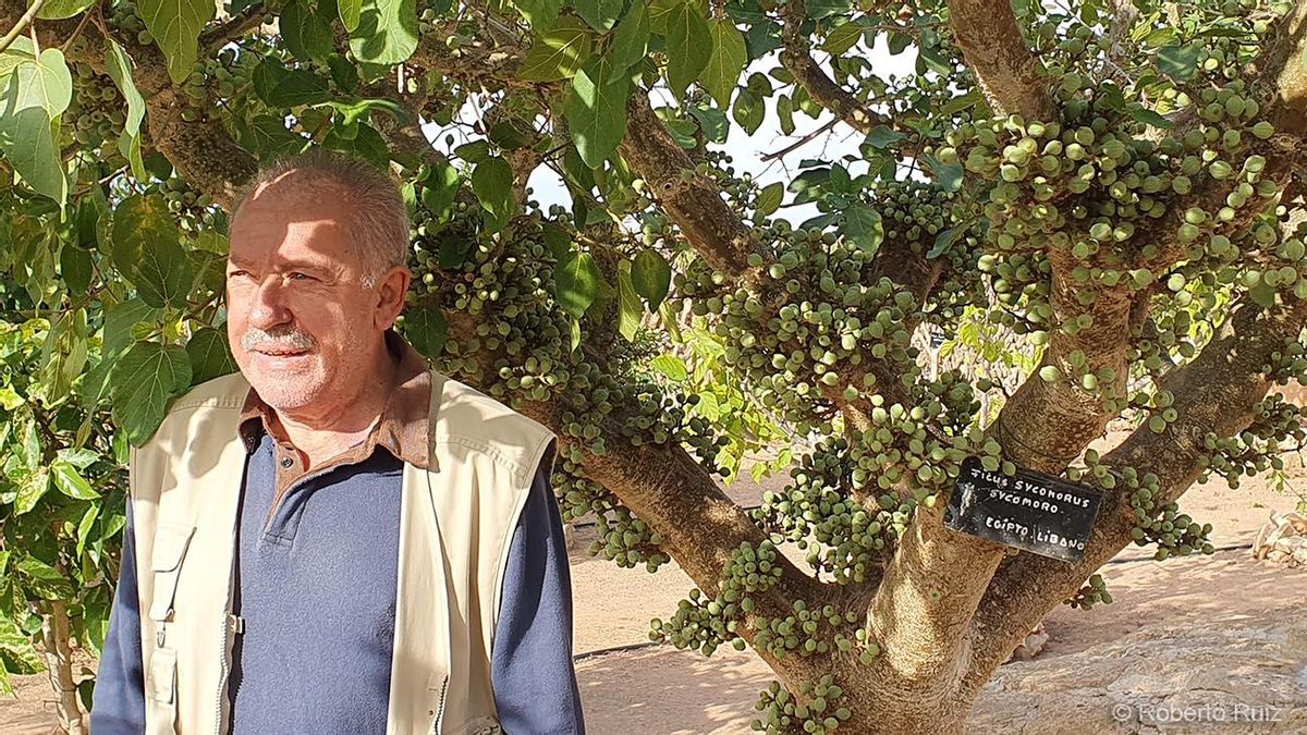 Montserrat Pons junto a una higuera de Egipto, de la que los higos salen directamente del tronco.