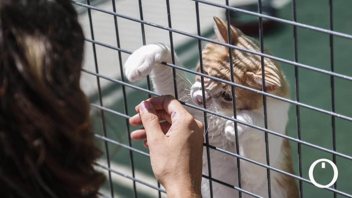 Un gato en el SBA
