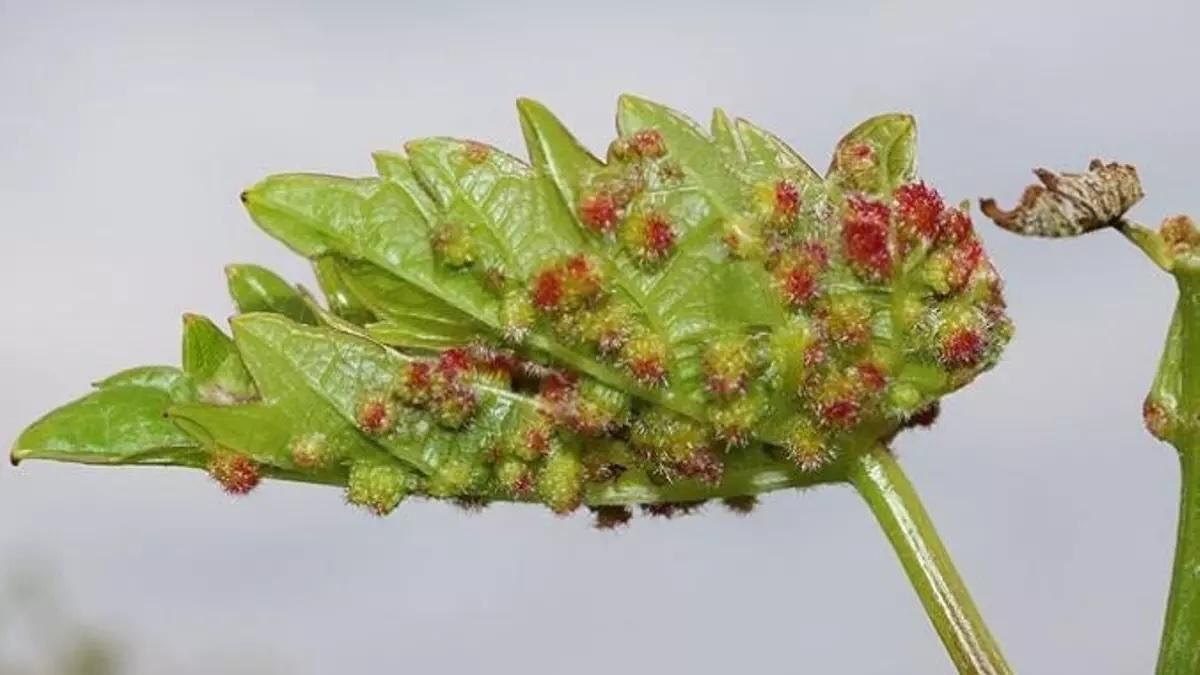Imagen de archivo de una hoja de vid infectada por la filoxera. GOBIERNO DE CANARIAS