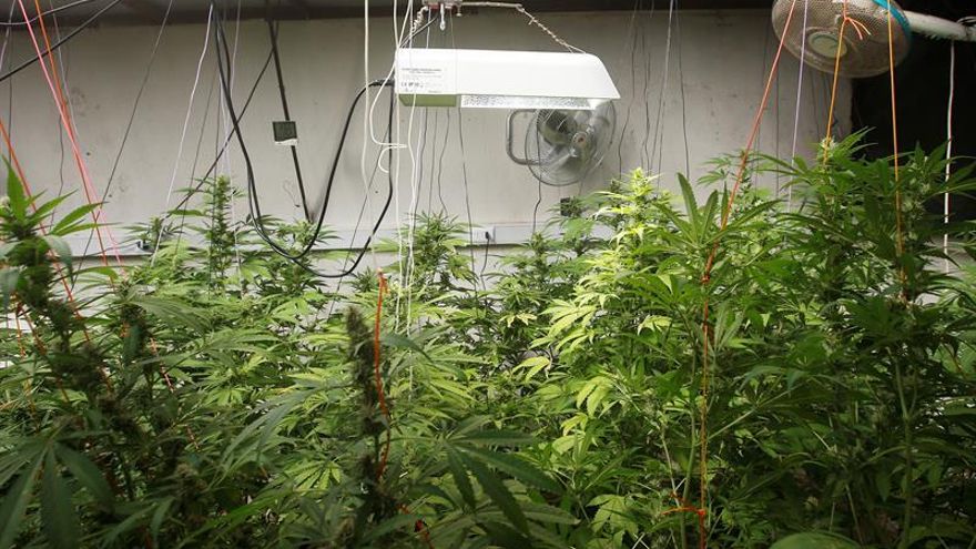 Incertidumbre en Chile sobre el uso de la marihuana medicinal al cambiar de Gobierno