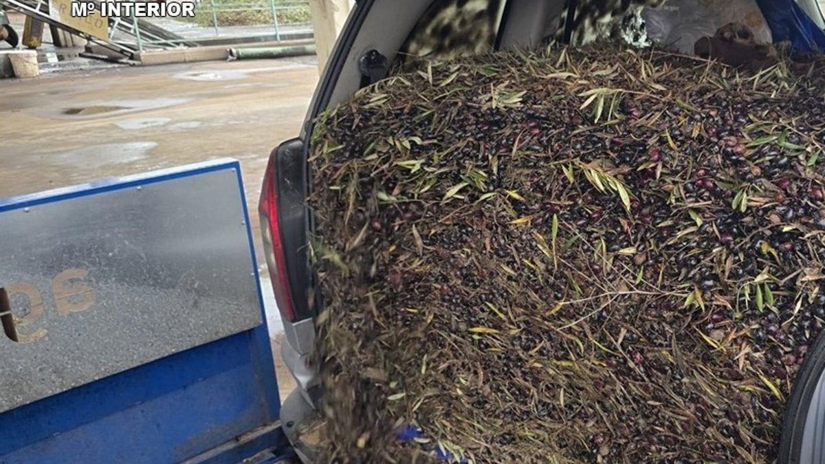 Detenidas dos personas por la receptación de más de 131.000 kilos de aceituna robada en Ciudad Real