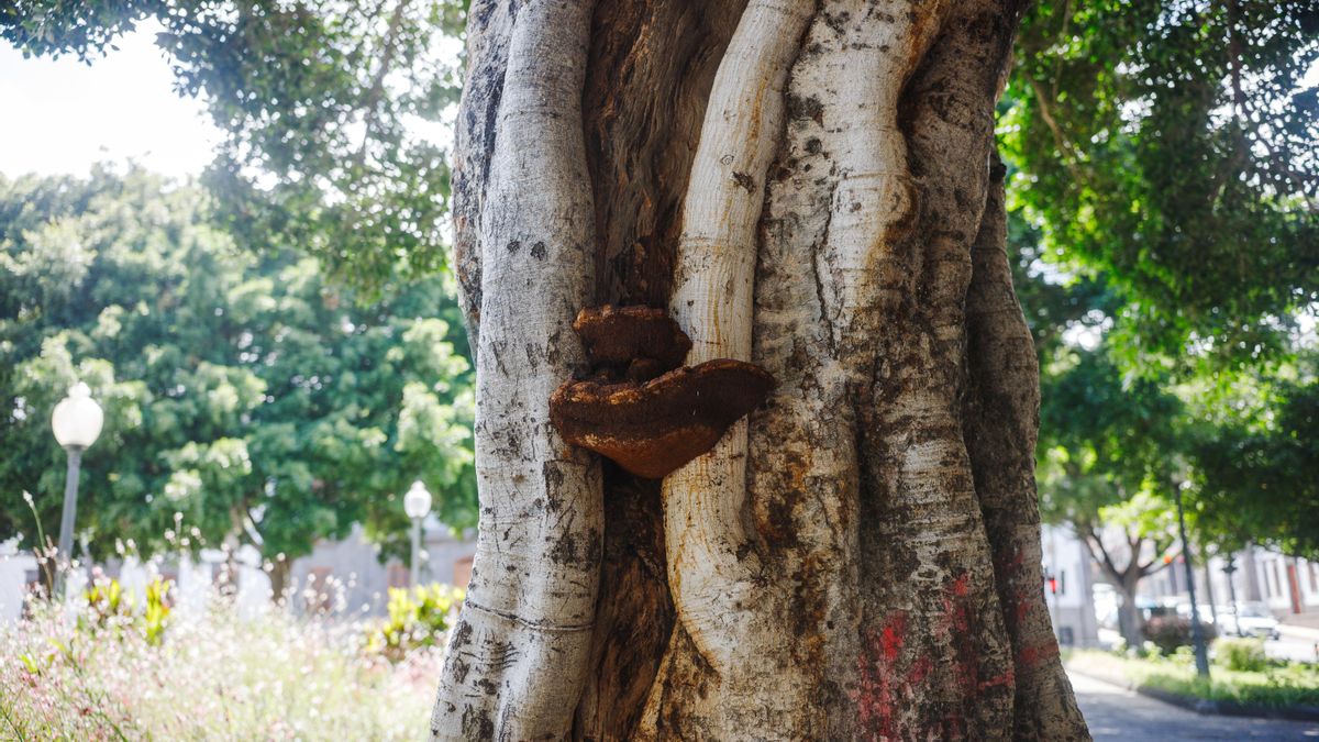 Un Laurel de Indias afectado por un hongo en la plaza Weyler de Santa Cruz de Tenerife