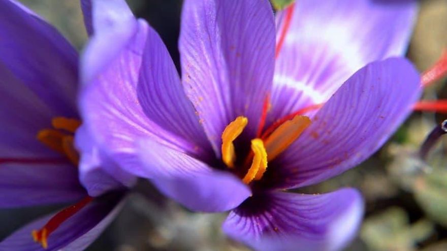 El azafrán, de las manos al mercado: la paradoja del “cultivo de los pobres” que tiene un precio de lujo