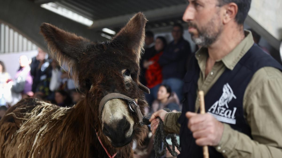 Del pastoreo frente al lobo, al queso o la prevención de incendios: nuevos usos del burro zamoranoleonés para sobrevivir