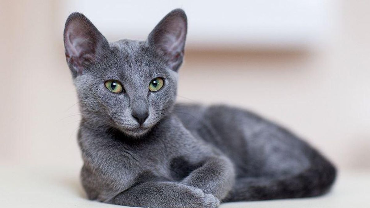 Día internacional del gato.