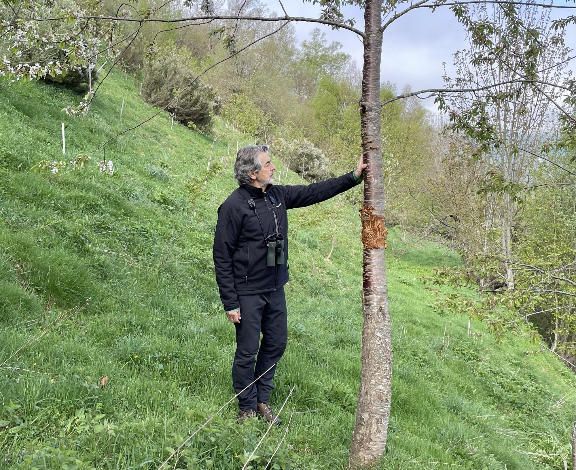 Guillermo Palomero ante un cerezo arañado y mordido por un oso.