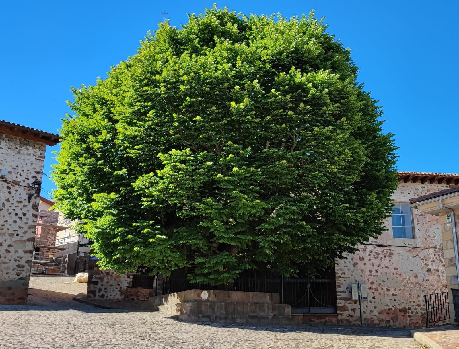 El olmo de El Rasillo