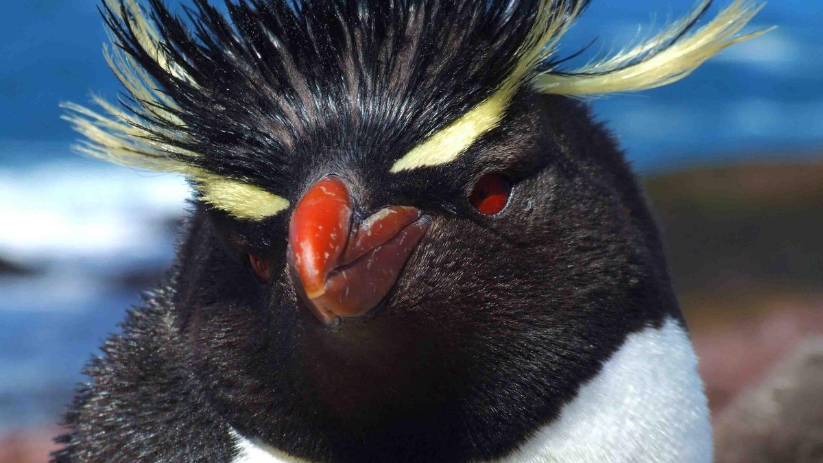 Cuatro pingüinos del ex Mar del Plata Aquarium fueron tasados en US$ 40.000 para afrontar gastos