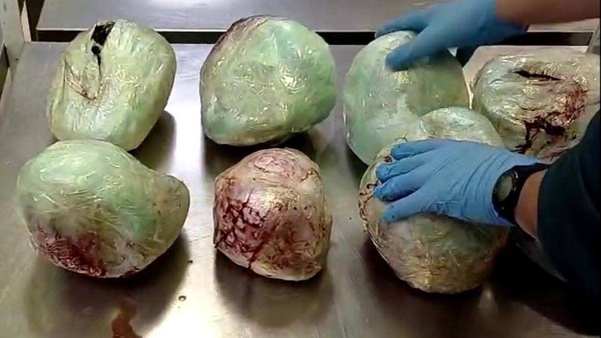 Tráfico de pangolines en Barajas: hallan en una maleta 15 cadáveres de la especie protegida procedentes de África central