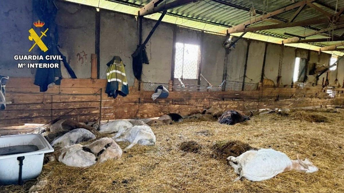 Investigado un vecino de A Pobra de Trives (Ourense) tras encontrarse 90 ovejas y cabras muertas en una granja