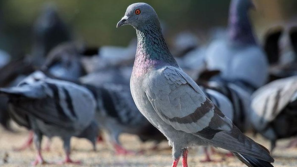 En Berlín hay un hotel para palomas