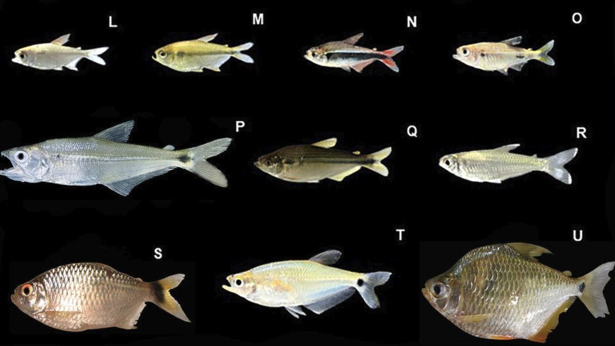 El curso fluvial enlaza con otros sistemas mayores y esa continuidad hace que cualquier cambio en esta cuenca tenga efecto aguas abajo