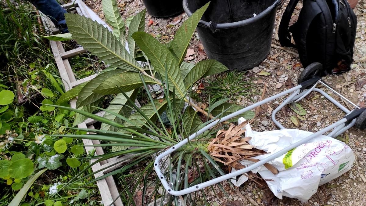 Trocitos del solar seguirán vivos en muchos hogares