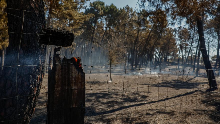 Vista de la zona quemada por incendio forestal declarado este viernes en Lozoyuela que continúa en fase de estabilización. EFE/Daniel González