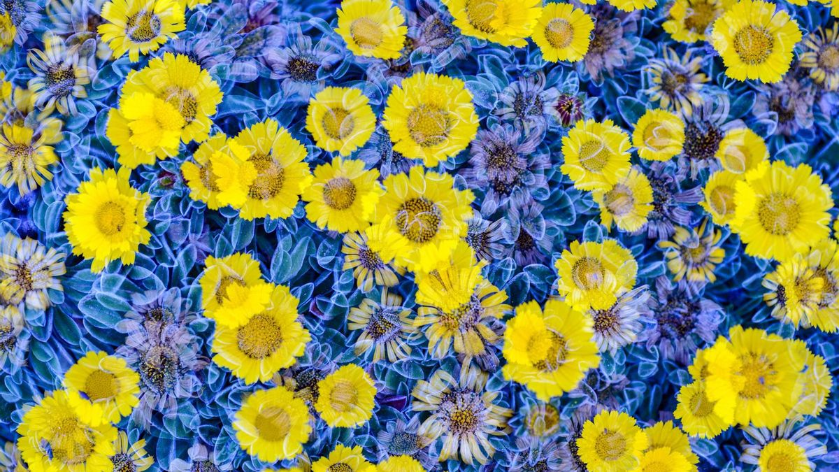 Una pradera de Margalides de Mar, que en época de floración crean distintos tapices de color.