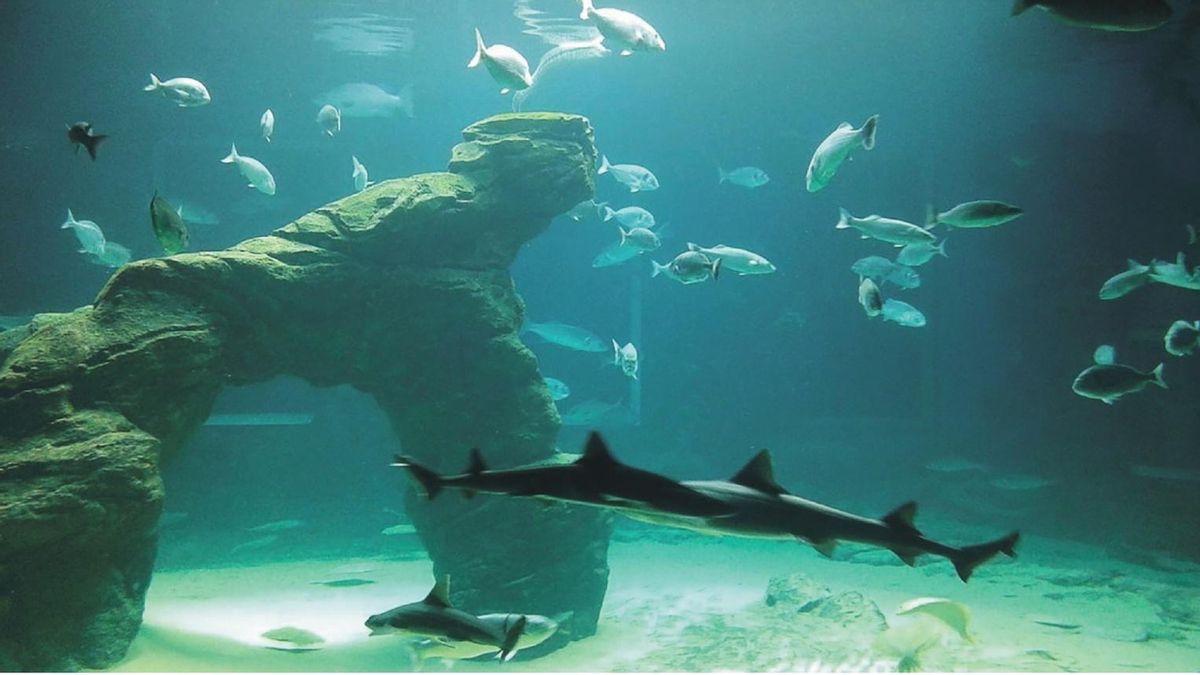 El Museo Marítimo del Cantábrico acogerá una jornada sobre la fragilidad del ecosistema marino y la contaminación