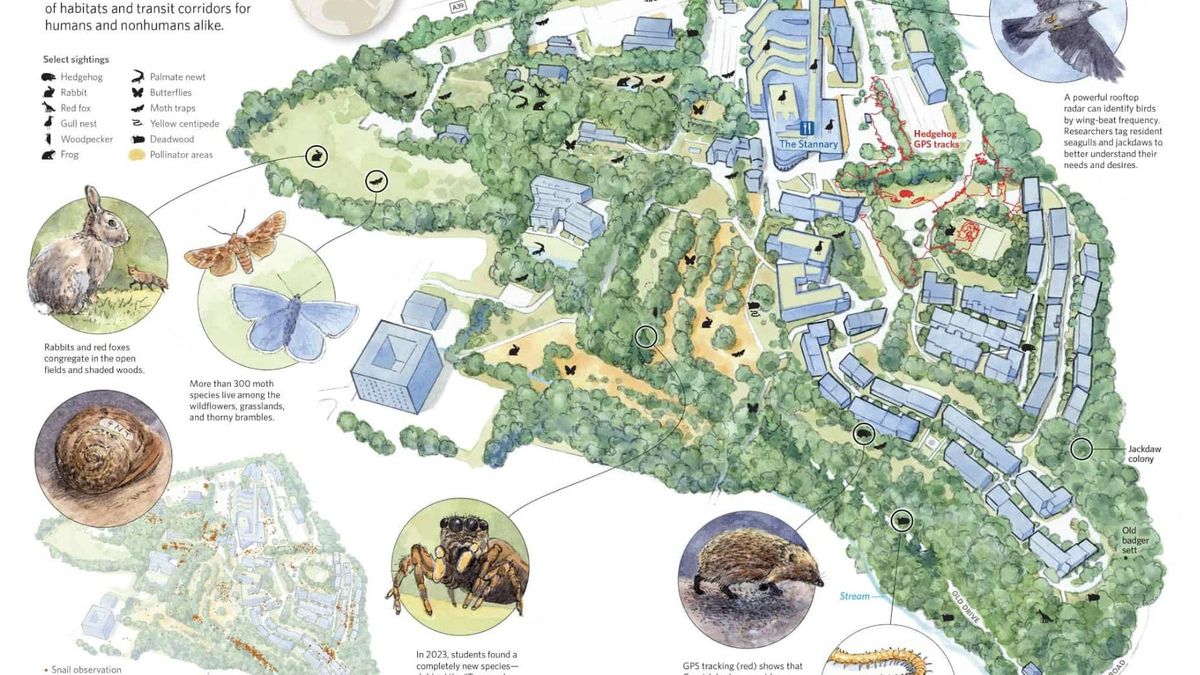 Una universidad del Reino Unido localiza comederos de gaviotas y corredores de erizos para cuidar su biodiversidad