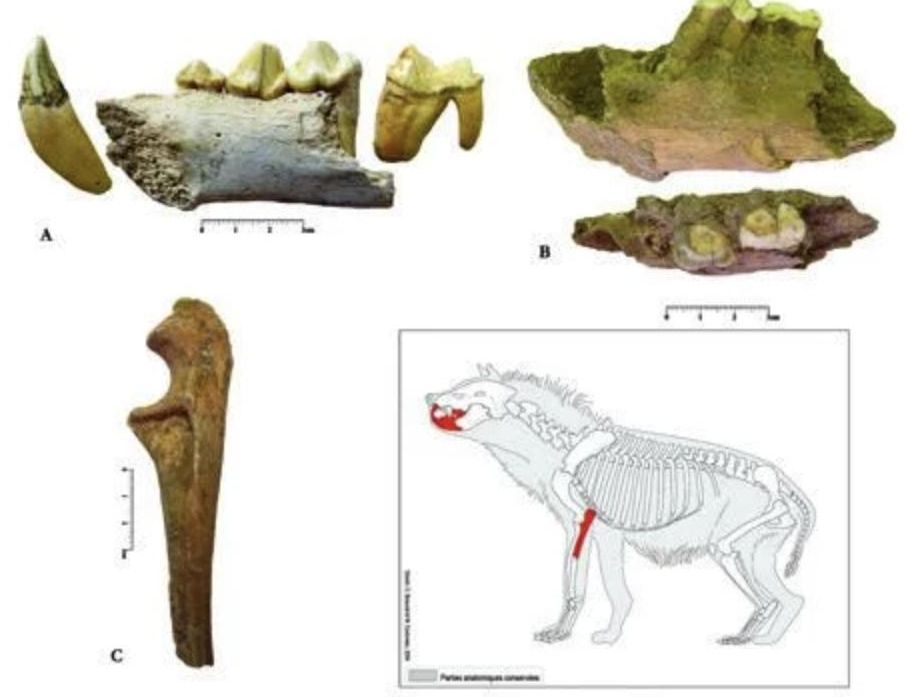 Se han encontrado numerosas especies en un mismo espacio