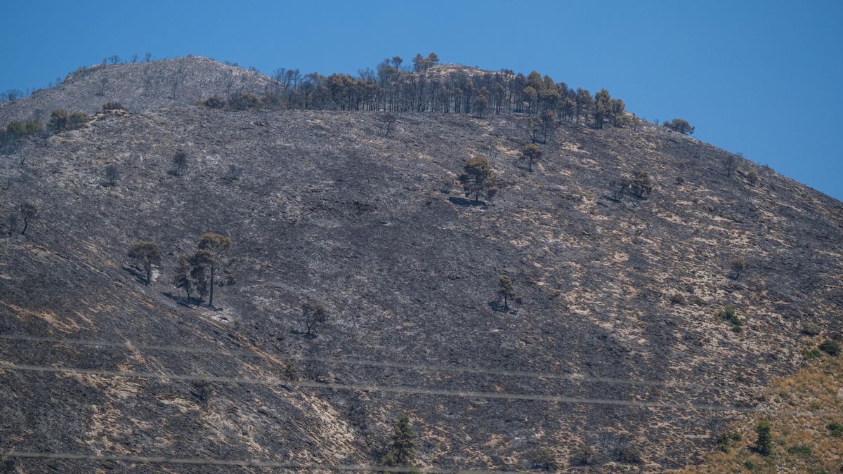 Vista de los daños producidos por el incendio forestal declarado en el paraje San Pascual de Ibi (Alicante), el pasado mes de julio. 