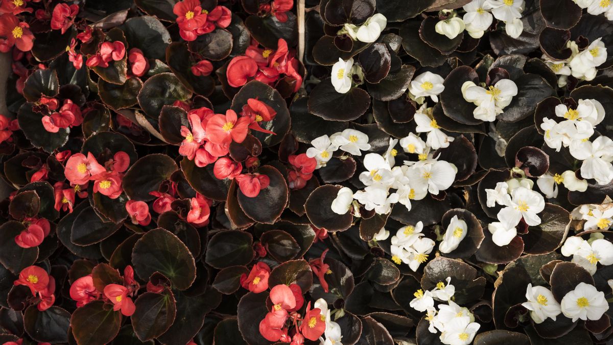 Cuando se trata de hojas delicadas o con textura, como las de una begonia, lo más prudente es utilizar una brocha suave en seco