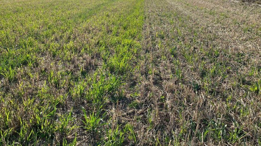 El 'mulching', una práctica con potencial para enfrentar los desafíos del cambio climático en la agricultura